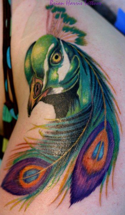Peacock color Tattoo by Mike Demasi: TattooNOW